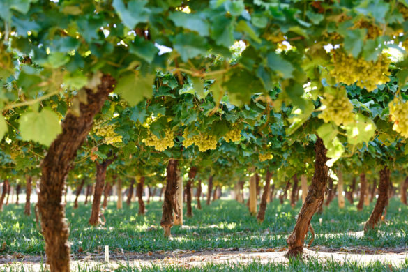 From Farm to Table: Australian Table Grapes Are Back in the Philippines With Unique Varieties on Offer This Season