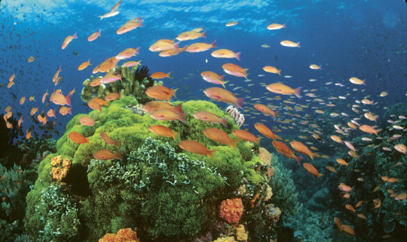 DOT celebrates World Environment Month, highlights responsible marine wildlife interactions