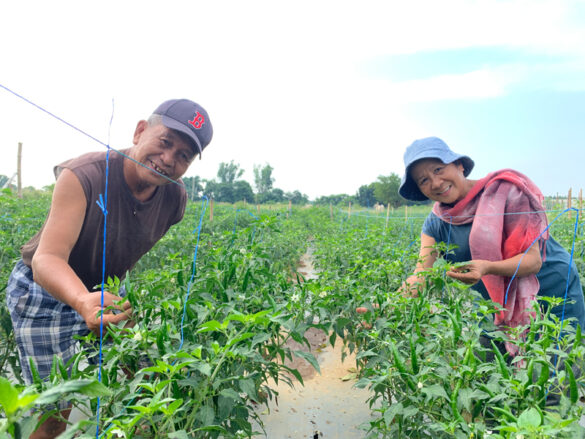 East-West Seed Equips PH Farmers with Technical Skills and Best Practices through Knowledge Transfer Program