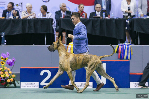 Asia’s biggest dog show is back at the Big Dome