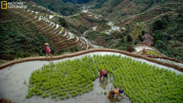 Manulife and National Geographic Society partner to protect Banaue Rice Terraces and other world heritage sites from climate change impacts