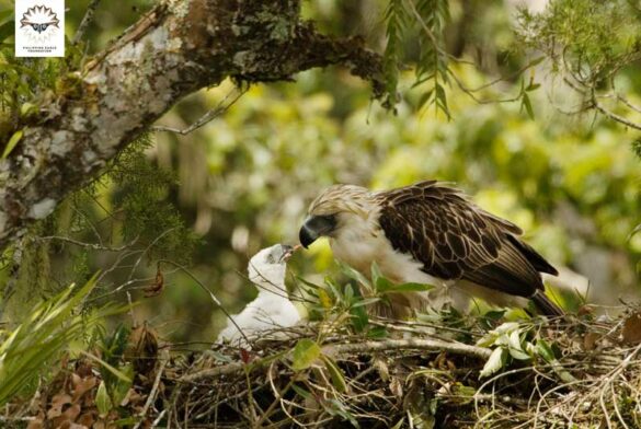 Planting for the Future Philippine Eagle Foundation’s 3M Tree Campaign takes flight